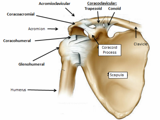 Joints and Ligaments - Shoulder Joint